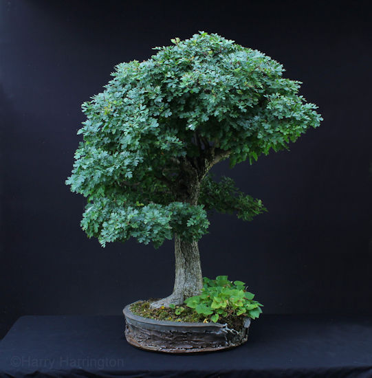 hawthorn bonsai